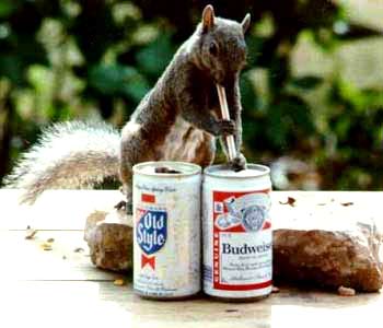 squirrel.jpg